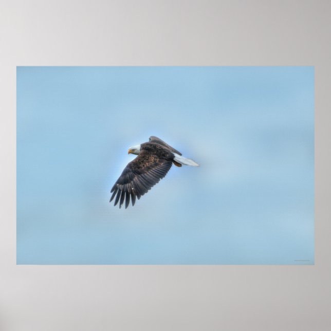 Poster photo de l'aigle à tête blanche et des nuag (Devant)