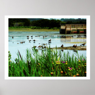 Poster Photo de Lake Scene avec Cattails Ducks Dock