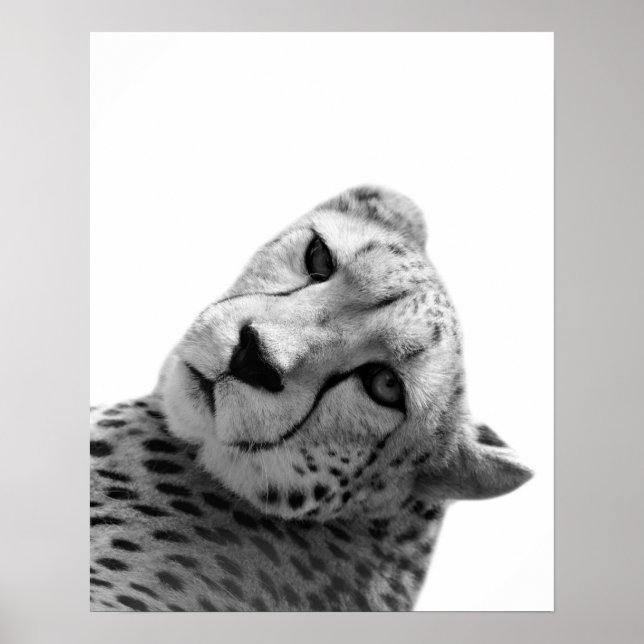 Poster Photo de l'animal de la jungle du léopard blanc no (Devant)