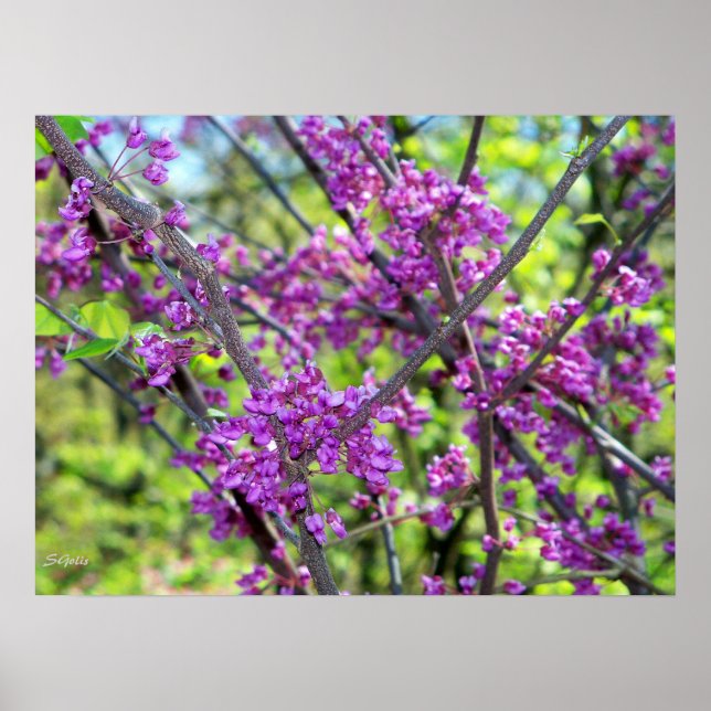 Poster photo de l'arbre Redbud Missouri (Devant)