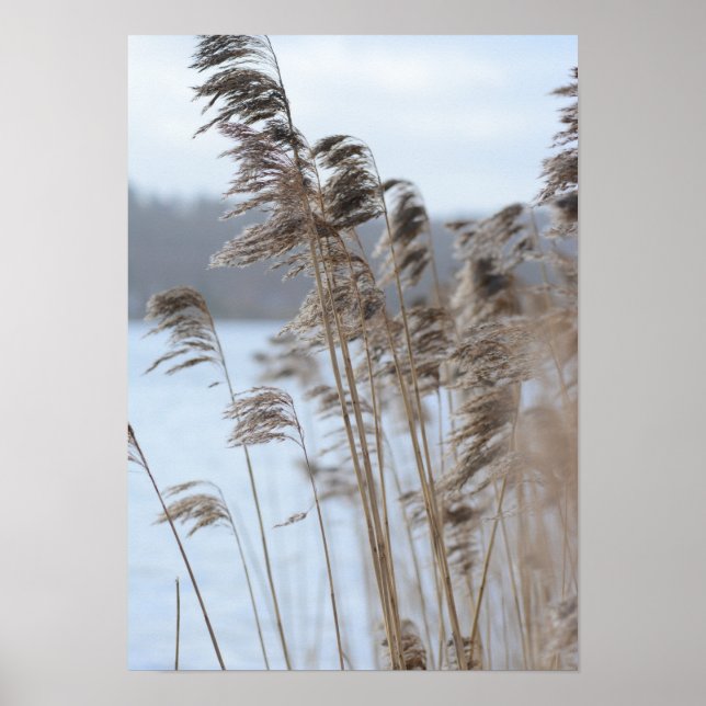Poster Photo de l'herbe du lac d'hiver Pittoresque paisib (Devant)