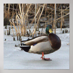 Poster photo de Mallard Duck