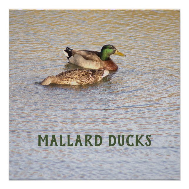 Poster photo de Mallard Ducks (Devant)
