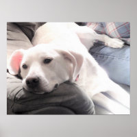 Photo de mignon chien blanc fatigué avec meilleur 