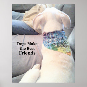 Poster Photo de mignon Chien blanc observant papa