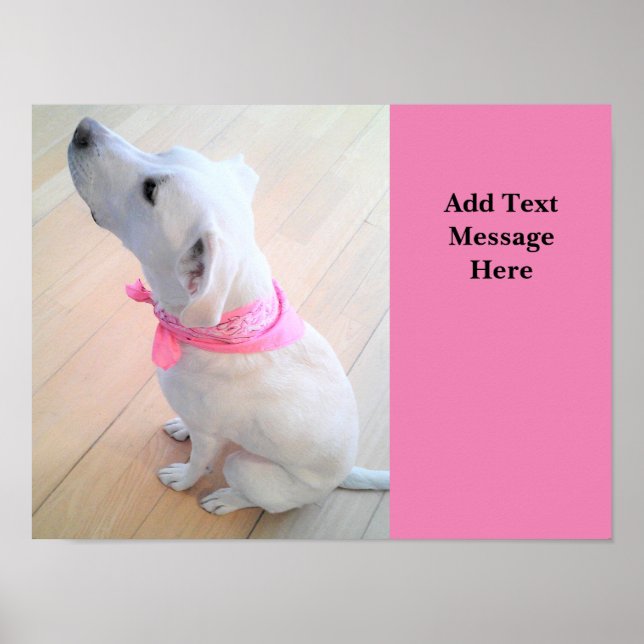Poster Photo de mignon chien levrette Ajouter le texte ro (Devant)