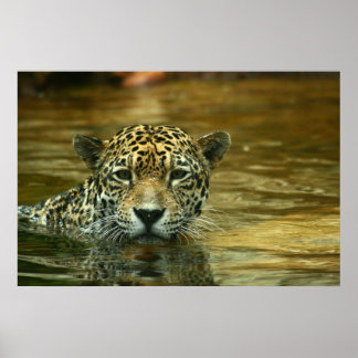 Poster Photo de natation Jaguar