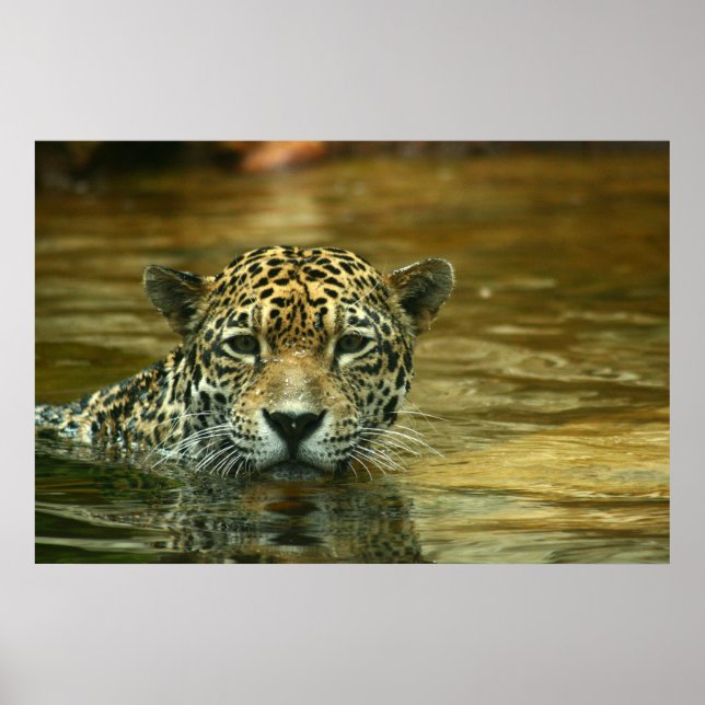 Poster Photo de natation Jaguar (Devant)