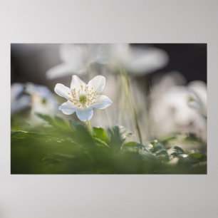 Poster Photo de nature d'Anémone des bois