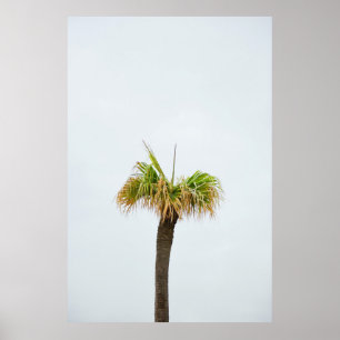 Poster Photo de palmier brun et vert