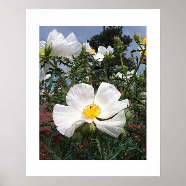Poster Photo de Poppy du sud-ouest de Prickly (Devant)