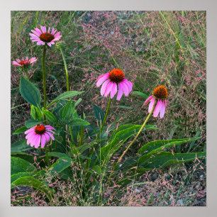 Poster photo de Purple Coneflowers