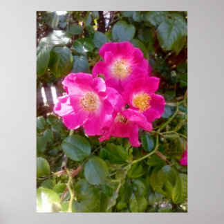 Poster Photo de roses