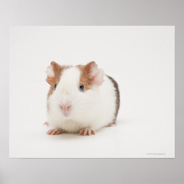 Poster Photo de studio de Guinea Pig (Devant)