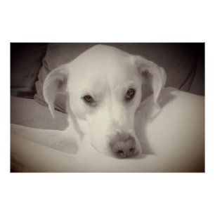 Poster Photo de style vintage d'un chien beau et sensible