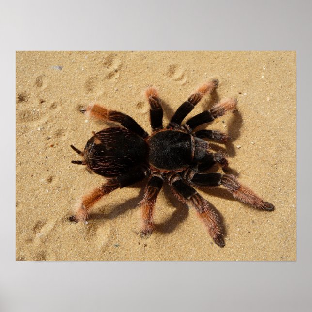 Poster Photo de tarentule (Devant)
