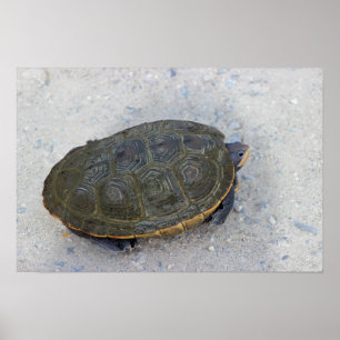 Poster Photo de tortue