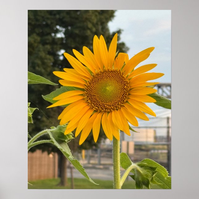 Poster photo de tournesol (Devant)