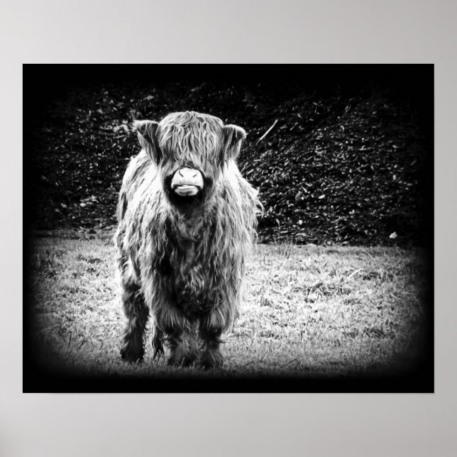 Poster Photo de vache Shaggy Highland (noir et blanc) (Devant)