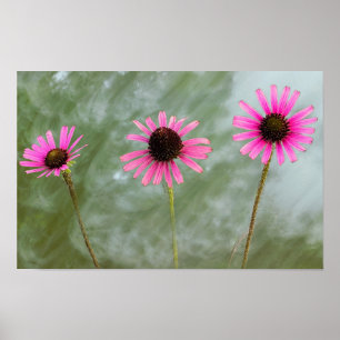 Poster photo de violet confleur