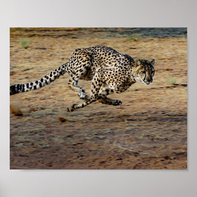 Poster Photo de Wildlife Cheetah Running (Devant)