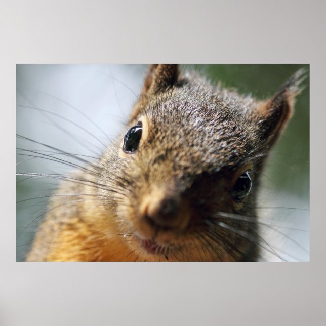 Poster Photo d'écureuil de fermeture extrême (Devant)