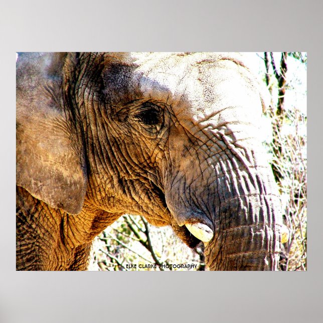 Poster Photo d'éléphant (Devant)