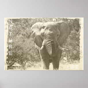 Poster photo d'éléphant animal pop art