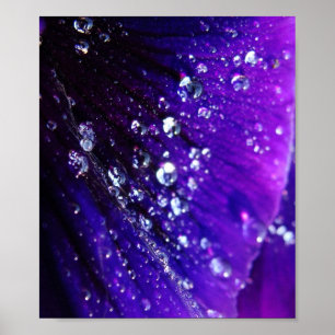 Poster Photo des baisses de l'eau sur la fleur pourpre