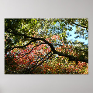 Poster photo des feuilles d'automne