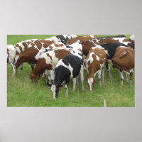 Poster photo des vaches du Midwest Grazing in the