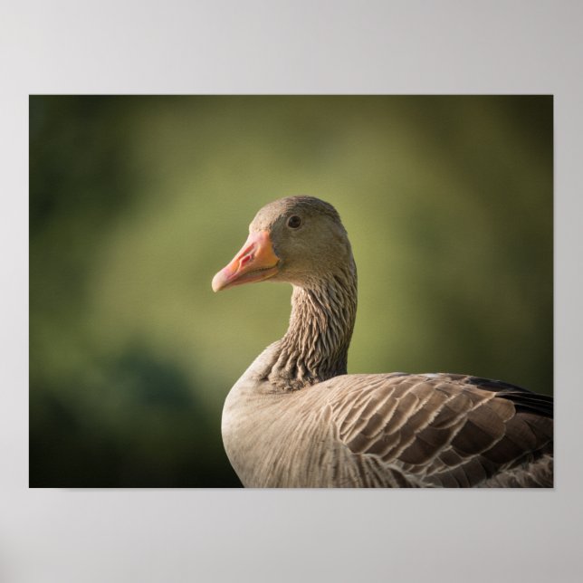 Poster Photo d'oie (Devant)
