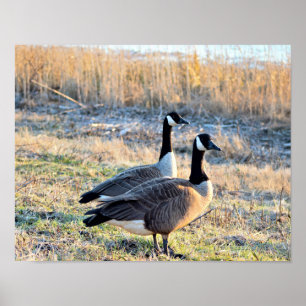 Poster Photo d'oies du Canada