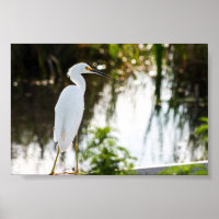 Photo d'oiseaux d'aigrettes neigeuses Imprimer