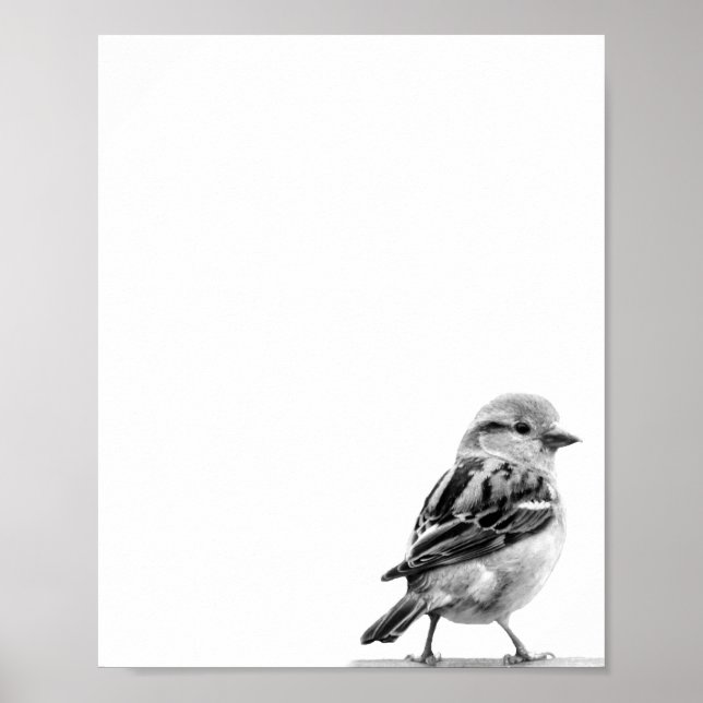 Poster Photo d'oiseaux sauvages mignons en noir et blanc (Devant)