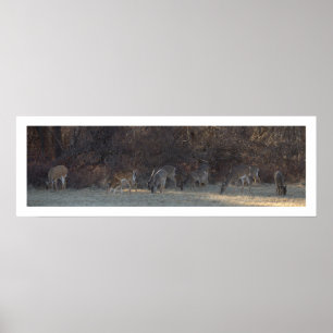 Poster photo du cerf
