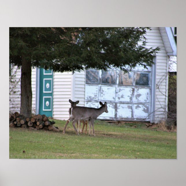 Poster photo du cerf (Devant)