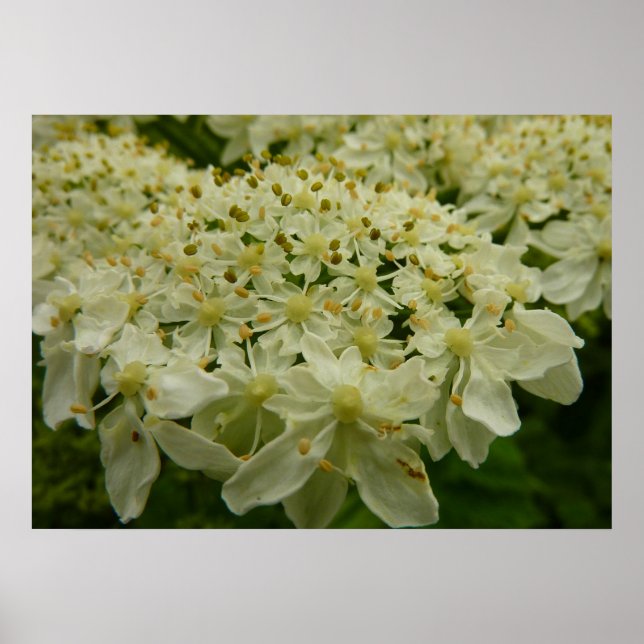 Poster Photo du Fleur sauvage de dentelle de la reine Ann (Devant)