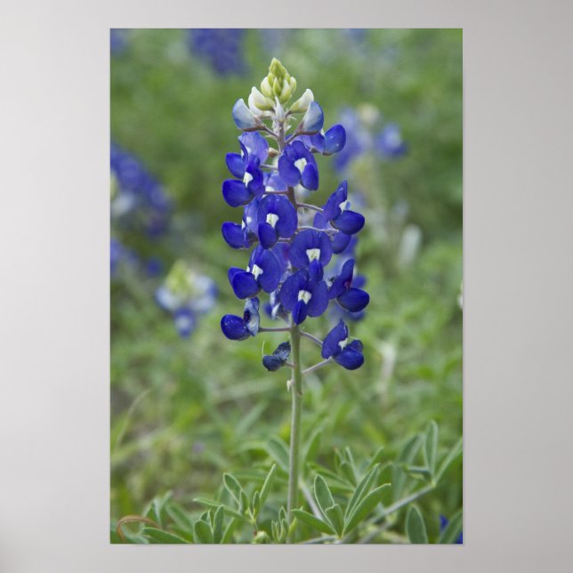 Poster photo du Fleur sauvage du Texas Bluebonnet (Devant)