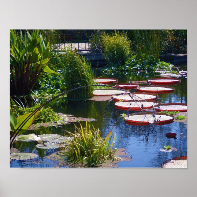 Poster photo du jardin d'eau Imprimer (Devant)