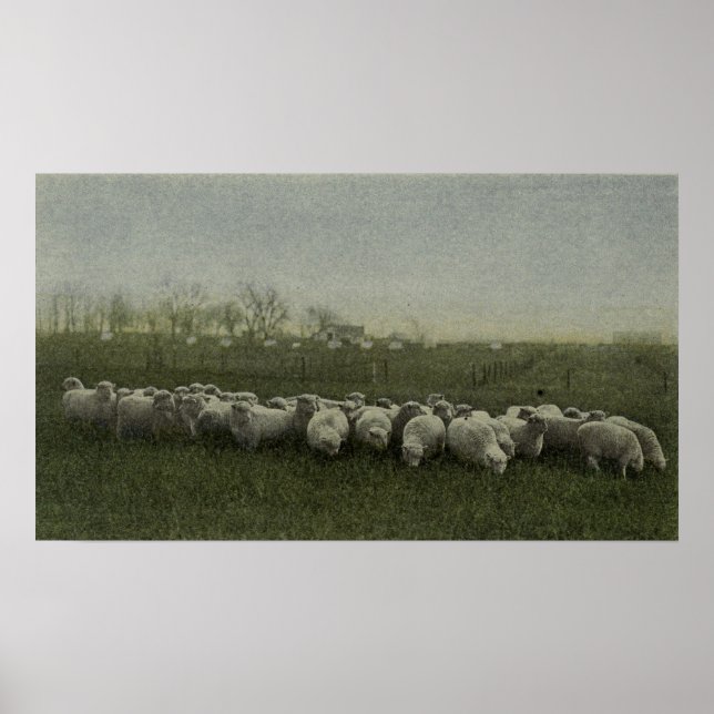 Poster photo du pâturage de moutons 1918 (Devant)