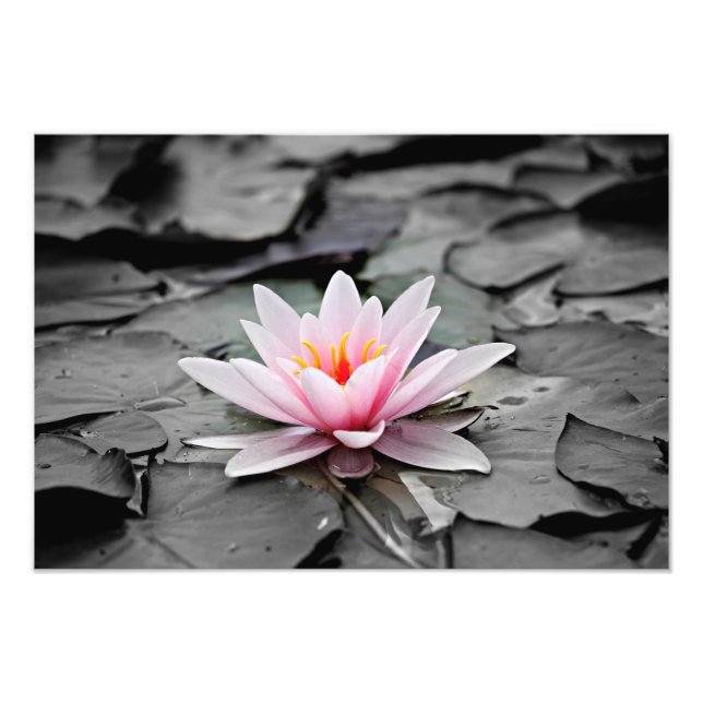 Poster photo du Plante aquatique Water Lily (Devant)