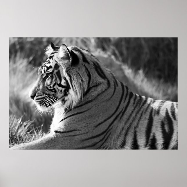 Poster Photo du profil du tigre B&W (Devant)
