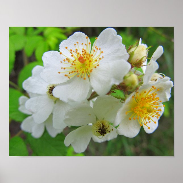 Poster photo du Rose Cherokee (Devant)