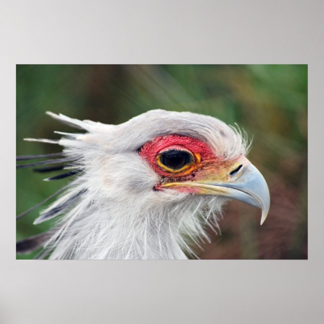 Poster Photo du secrétaire Bird of South Africa (Devant)