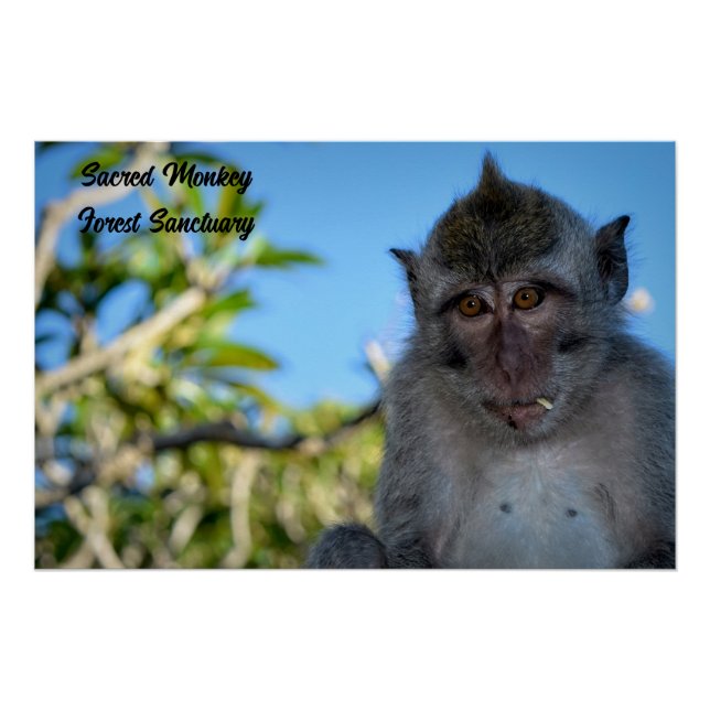 Poster Photo du singe cool (Devant)