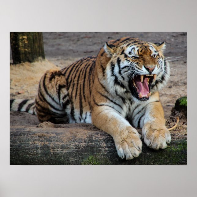 Poster photo du tigre en colère (Devant)