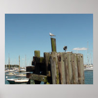 Poster : Photo du vignoble de Martha