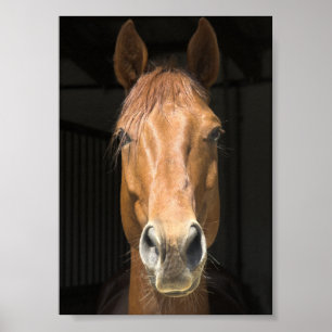 Poster Photo du visage du cheval