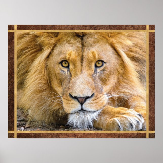 Poster Photo du visage du lion (Devant)